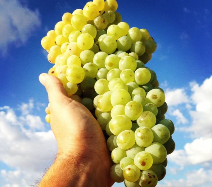 marketing para bodegas